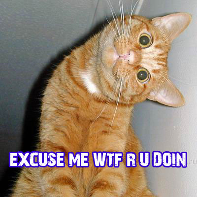 cat_wtf-12880.png